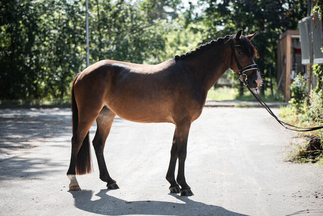 Bildschönes Kinderpony mit Ausnahmecharakter!, Summer Henkel, Pferd kaufen, Ingelheim am Rhein , Abbildung 2