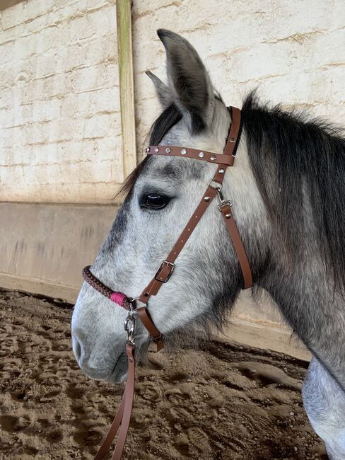 Biothane Sidepull Neu inkl. Zügel, Sandra Horchler, Bitless Bridles, Hirschhorn, Image 2