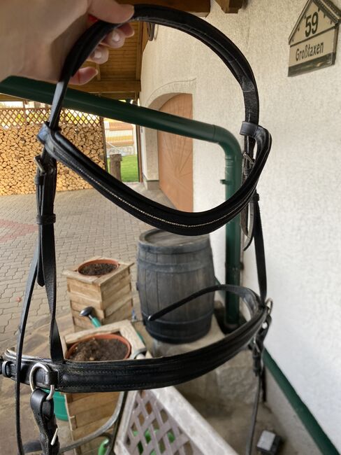 Gebissloses Zaum, Cob, Krämer Gebissloses Zaum, Elena Legl-Perzi, Bitless Bridles, Groß-Taxen