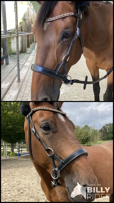 Gebisslose Zäumung/ Sidepull NEU, Klapdor, Bitless Bridles, Düsseldorf, Image 3