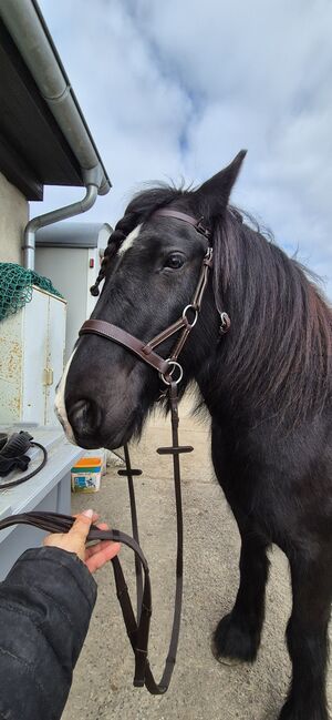 Gebisslose Trense, Sabrina , Bridles & Headstalls, Rostock