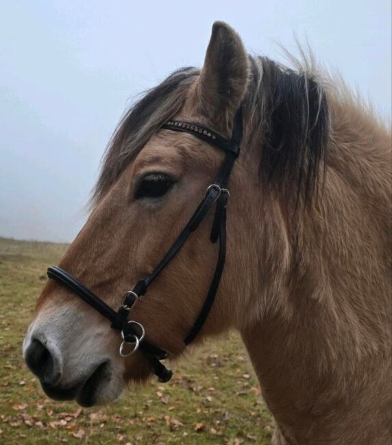 Gebisslose Trense, Hasenstab, Bridles & Headstalls, Rothenbuch