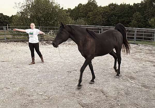 Black Arabian Horses Gelding, Shamal, Horses For Sale, London