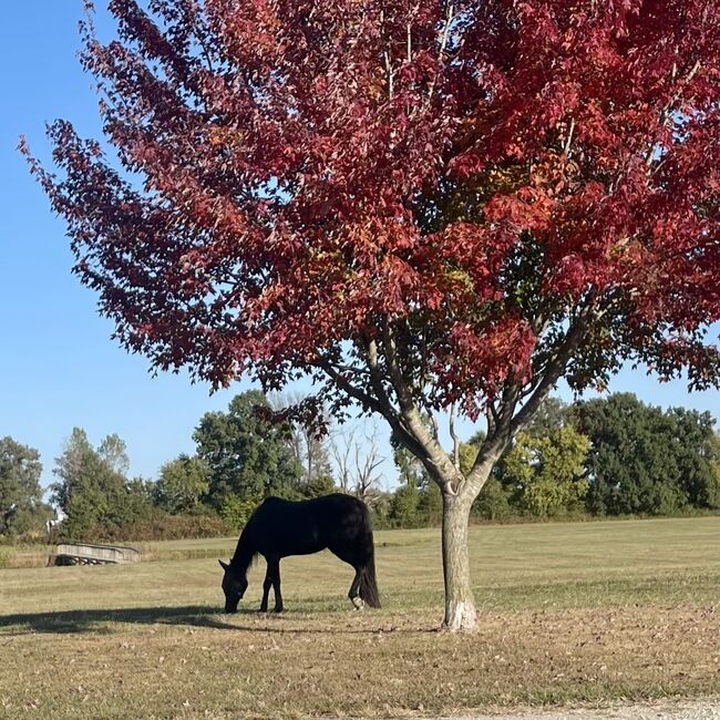 Black Beautiful Tennessee Walking Horse, Suzon Laurion, Horses For Sale, Calhoun, Image 4