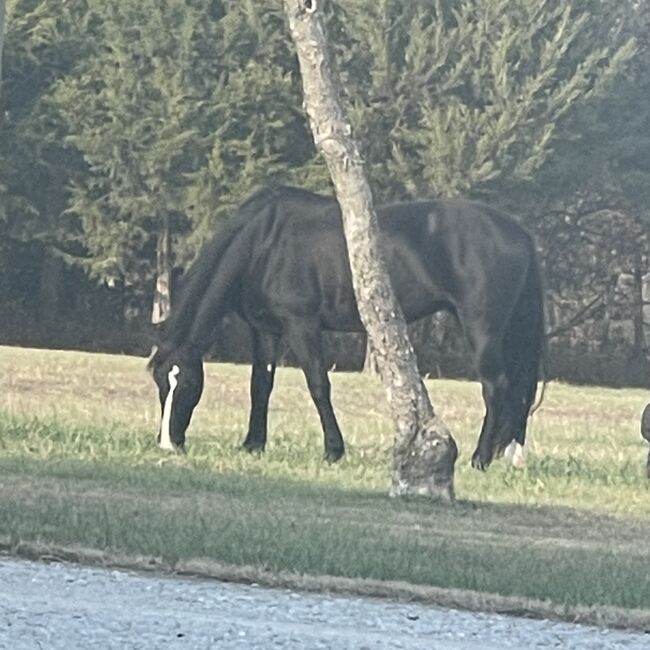 Black Beautiful Tennessee Walking Horse, Suzon Laurion, Horses For Sale, Calhoun, Image 5