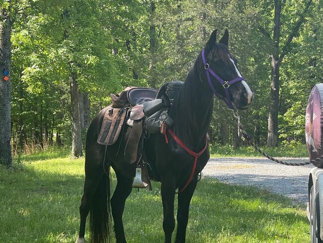 Black Beautiful Tennessee Walking Horse, Suzon Laurion, Konie na sprzedaż, Calhoun, Image 6