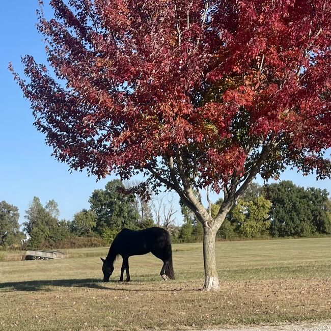 Black Beautiful Tennessee Walking Horse, Suzon Laurion, Konie na sprzedaż, Calhoun, Image 4