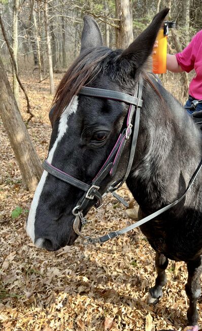 Black Beautiful Tennessee Walking Horse, Suzon Laurion, Konie na sprzedaż, Calhoun, Image 10