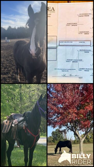 Black Beautiful Tennessee Walking Horse, Suzon Laurion, Konie na sprzedaż, Calhoun, Image 11