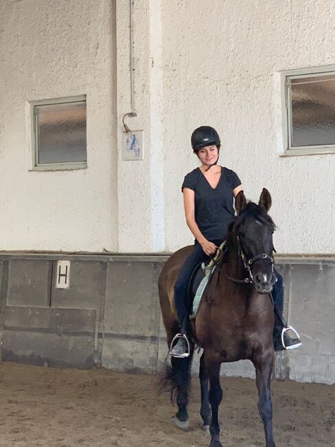 Black Beauty sucht ihren Menschen, Valerie Schütz , Horses For Sale, Korneuburg , Image 4