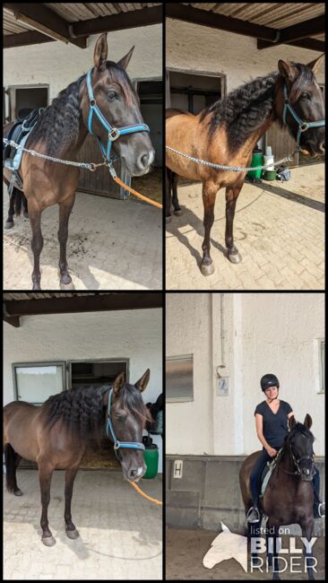 Black Beauty sucht ihren Menschen, Valerie Schütz , Horses For Sale, Korneuburg , Image 6