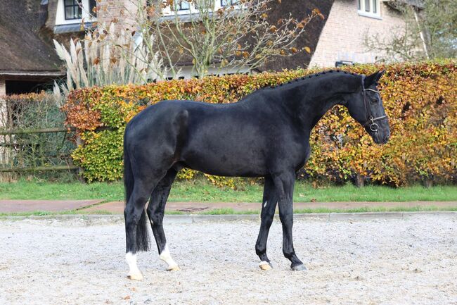 Black Beauty suchen eun neues family, Carlo, Horses For Sale, Nickelsdorf, Image 5