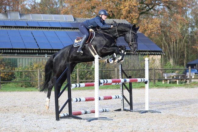 Black Beauty suchen eun neues family, Carlo, Horses For Sale, Nickelsdorf, Image 2