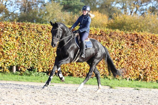 Black Beauty suchen eun neues family, Carlo, Horses For Sale, Nickelsdorf, Image 7