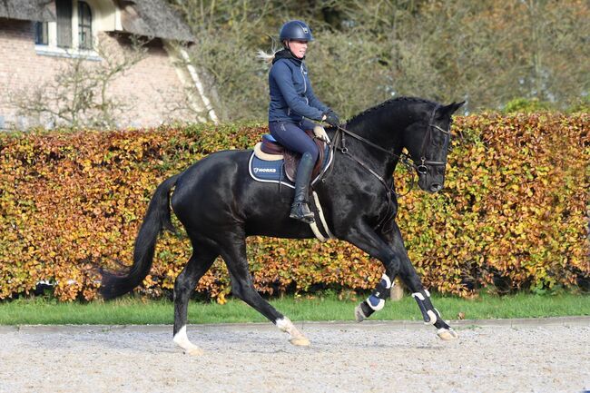 Black Beauty suchen eun neues family, Carlo, Horses For Sale, Nickelsdorf, Image 3