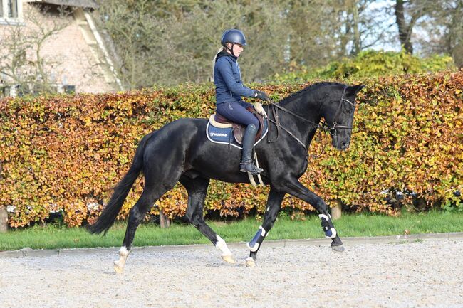 Black Beauty suchen eun neues family, Carlo, Horses For Sale, Nickelsdorf, Image 4