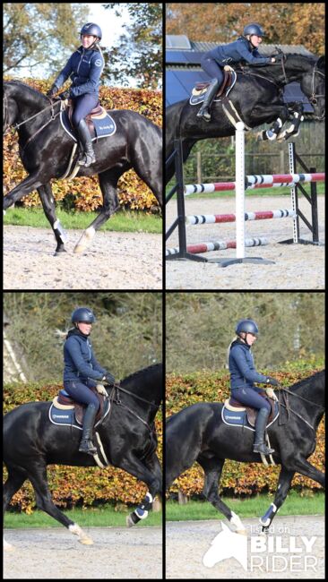 Black Beauty suchen eun neues family, Carlo, Horses For Sale, Nickelsdorf, Image 9