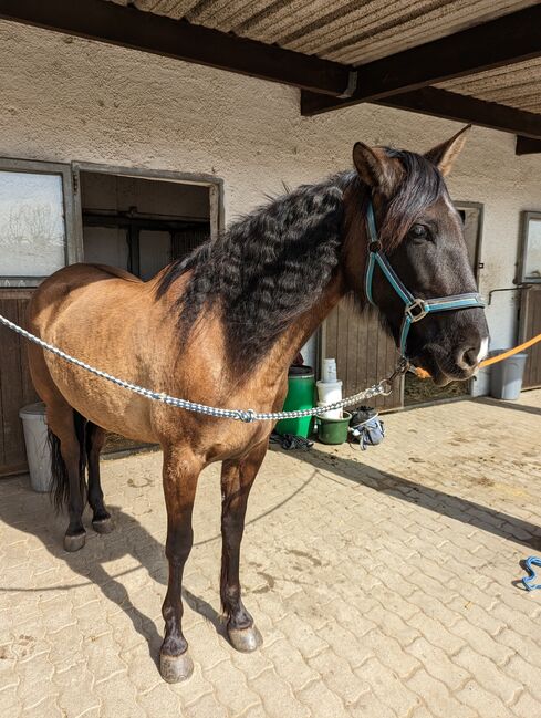 Black Beauty sucht ihren Menschen, Valerie Schütz , Pferd kaufen, Korneuburg , Abbildung 2