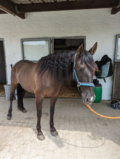 Black Beauty sucht ihren Menschen, Valerie Schütz , Pferd kaufen, Korneuburg , Abbildung 3