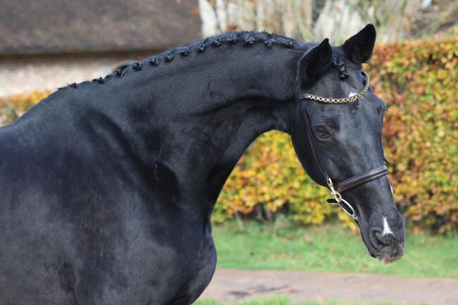 Black Beauty suchen eun neues family, Carlo, Pferd kaufen, Nickelsdorf, Abbildung 6