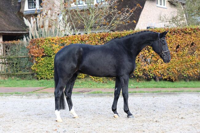 Black Beauty suchen eun neues family, Carlo, Pferd kaufen, Nickelsdorf, Abbildung 5