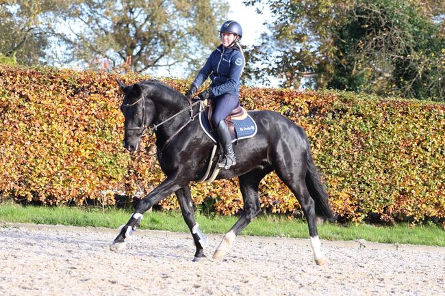 Black Beauty suchen eun neues family, Carlo, Pferd kaufen, Nickelsdorf