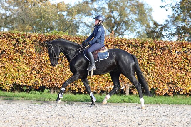 Black Beauty suchen eun neues family, Carlo, Pferd kaufen, Nickelsdorf, Abbildung 8