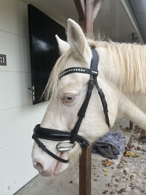 Black bridle for sale, Zoe Splinter, Bridles & Headstalls, Hoorn, Image 3