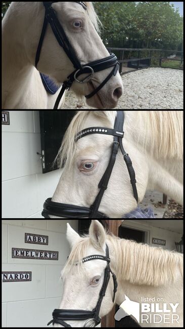 Black bridle for sale, Zoe Splinter, Trensen, Hoorn, Abbildung 4