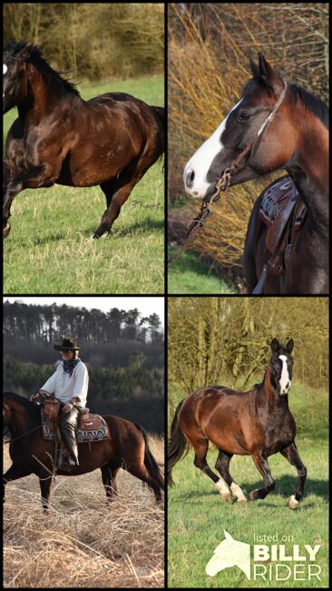 Schwarzbraune, liebevolle Quarter Horse Stute, Kerstin Rehbehn (Pferdemarketing Ost), Horses For Sale, Nienburg, Image 7