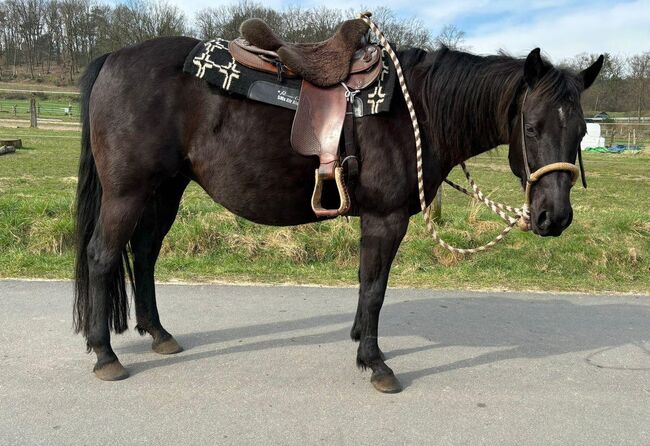 schwarze, kinderliebe Quarter Horse Stute, Kerstin Rehbehn (Pferdemarketing Ost), Horses For Sale, Nienburg, Image 8