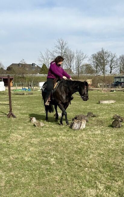 schwarze, kinderliebe Quarter Horse Stute, Kerstin Rehbehn (Pferdemarketing Ost), Horses For Sale, Nienburg, Image 9