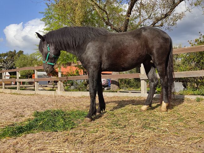 Black colt, Luís Carreira Santos, Pferd kaufen, Tomar, Abbildung 3