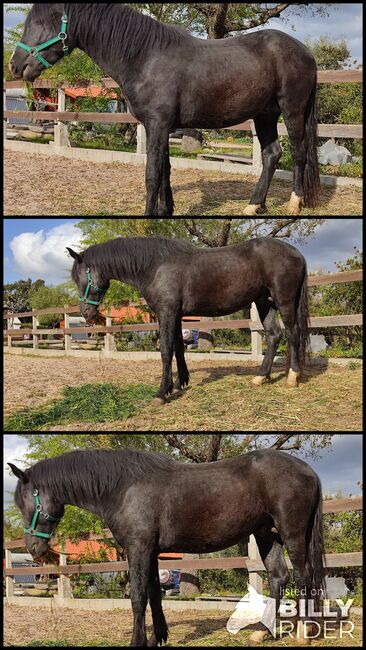 Black colt, Luís Carreira Santos, Pferd kaufen, Tomar, Abbildung 4
