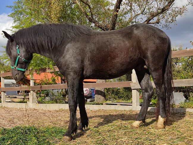Black colt, Luís Carreira Santos, Pferd kaufen, Tomar, Abbildung 2