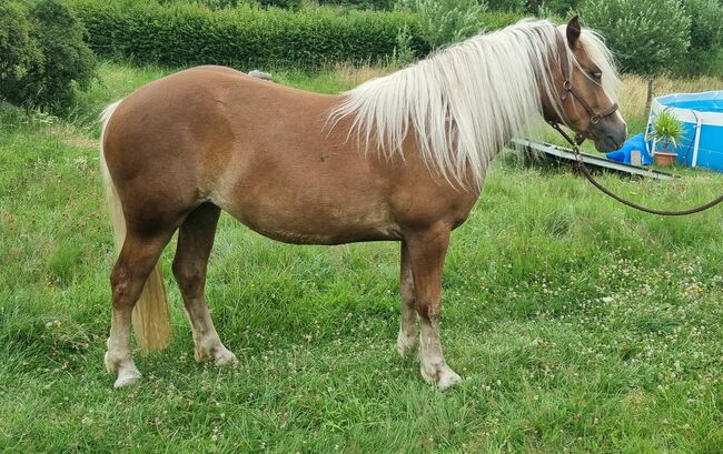 Schwarzwälder Kaltblut Stute, Véronique Heitz, Horses For Sale, Dachsberg, Image 3