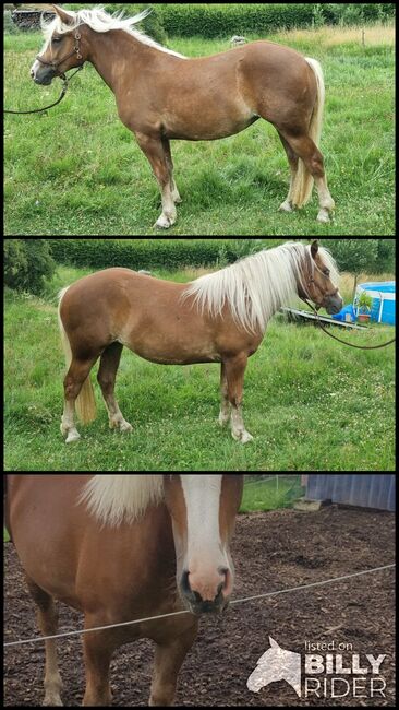 Schwarzwälder Kaltblut Stute, Véronique Heitz, Horses For Sale, Dachsberg, Image 4