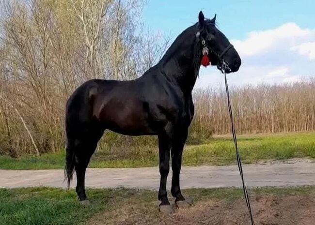 Schwarze wallach zu verkaufen, Jozsef, Horses For Sale, Békés