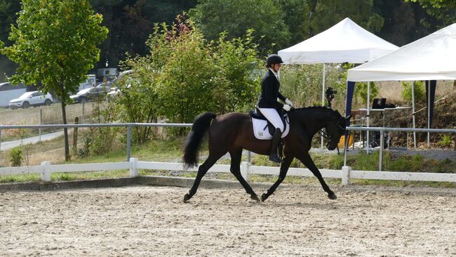 Rappwallach, Katharina Büttner , Horses For Sale, Breckerfeld, Image 6