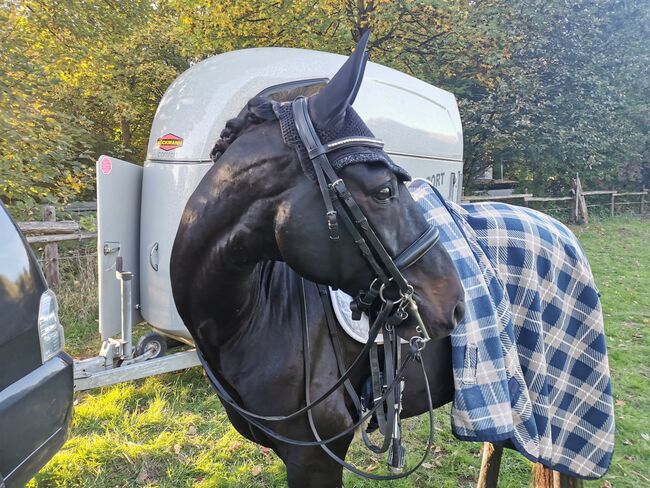 Rappwallach, Katharina Büttner , Horses For Sale, Breckerfeld, Image 2