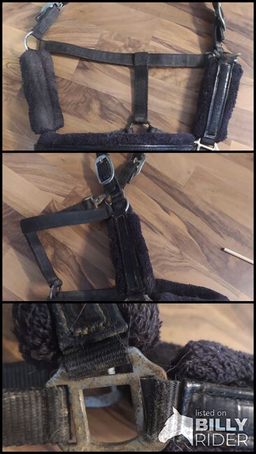 Schwarzes Halfter, Busse, Saskia , Halters, Neuhausen auf den Fildern, Image 4