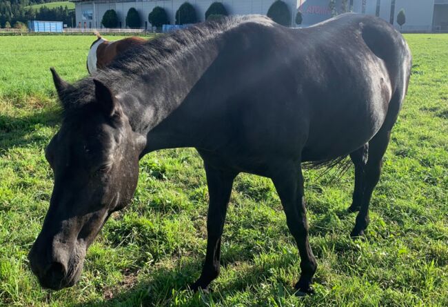 Schwarzes Pferd, Andrea Thurner, Horses For Sale, Altenmarkt im Pongau