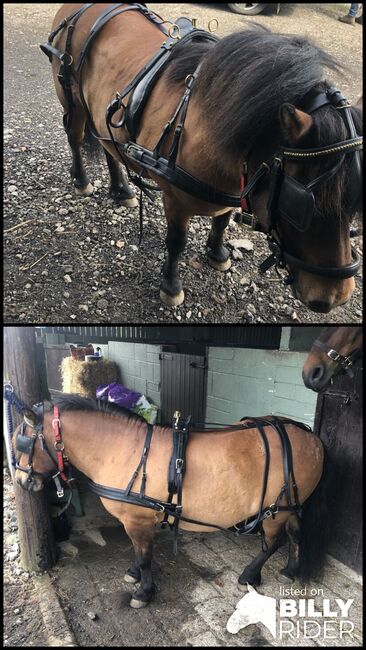 Black leather harness, Siobhan Hoof, Horse Harness, Leeds, Image 3