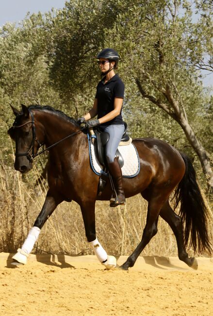 Black pearl looking for a dream home, Matilda, Horses For Sale, Carmona