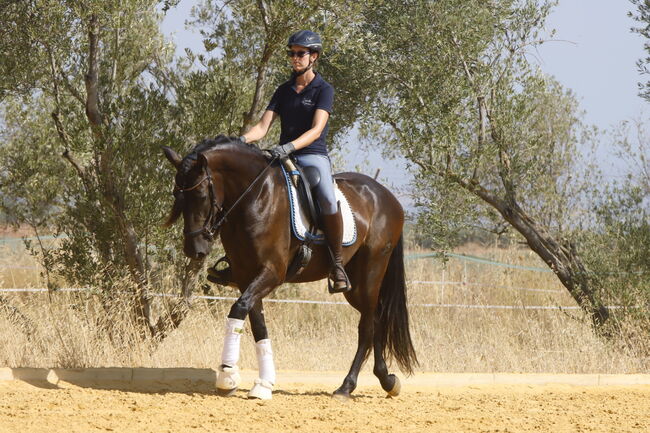 Black pearl looking for a dream home, Matilda, Horses For Sale, Carmona, Image 5