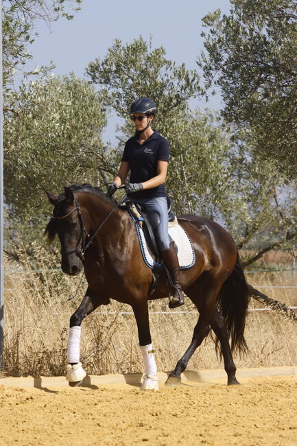 Black pearl looking for a dream home, Matilda, Horses For Sale, Carmona, Image 3