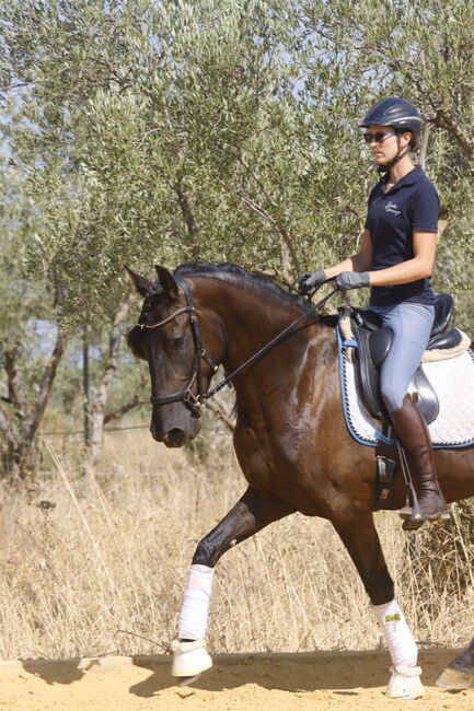 Black pearl looking for a dream home, Matilda, Pferd kaufen, Carmona, Abbildung 4