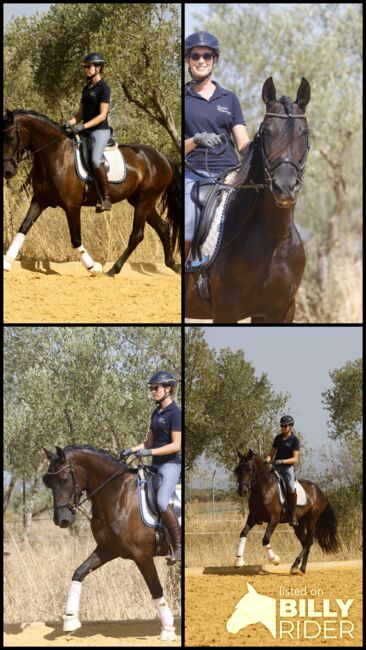 Black pearl looking for a dream home, Matilda, Pferd kaufen, Carmona, Abbildung 7
