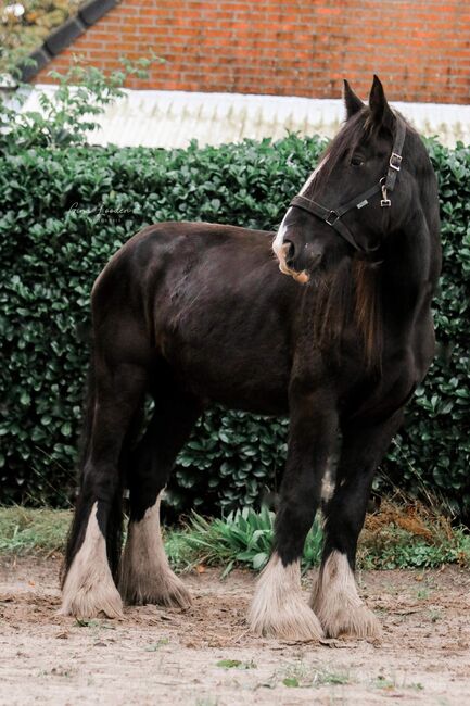 Zwarte Shire, Niedorp, Horses For Sale, Onstwedde