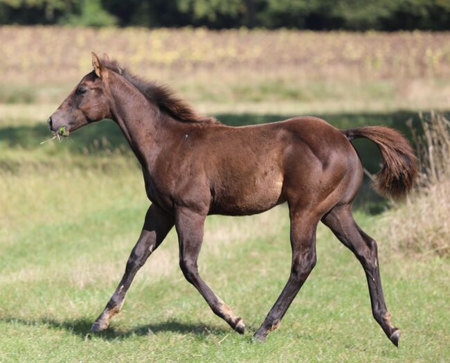 Black/smoky black foundation gezogener QH Hengstabsetzer, Kerstin Rehbehn (Pferdemarketing Ost), Horses For Sale, Nienburg, Image 5